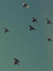 lt;lt;lt;Reborn Soar