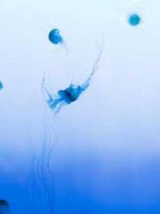 Awakening of the Mas