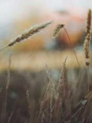 A Heavenly Gift: The