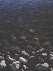 lt;Gingerly, Shen Qi