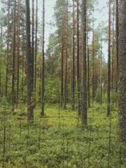 The Uncle Emperor Do