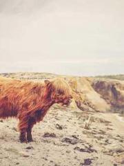 The Daring Wife of a