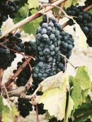 The Generalapos;s Hu