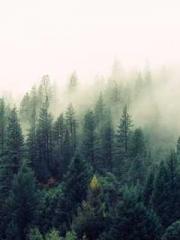 The wife wishes to b