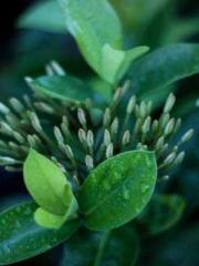 Omnipotent Mad Young