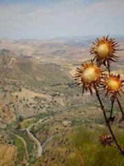 Retired War God Yang