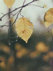 Rebirth as a Court A